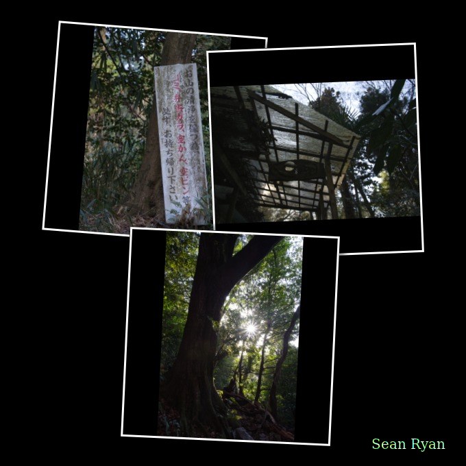 Trees In Sunlight - Every Day Photos